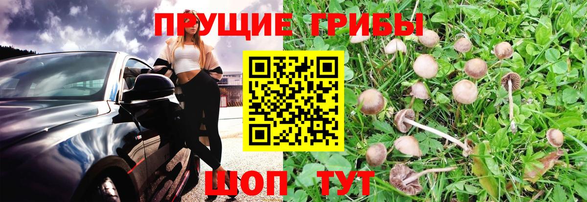 Галлюциногенные грибы GOLDEN TEACHER  Вход с VPN  Новомосковск 