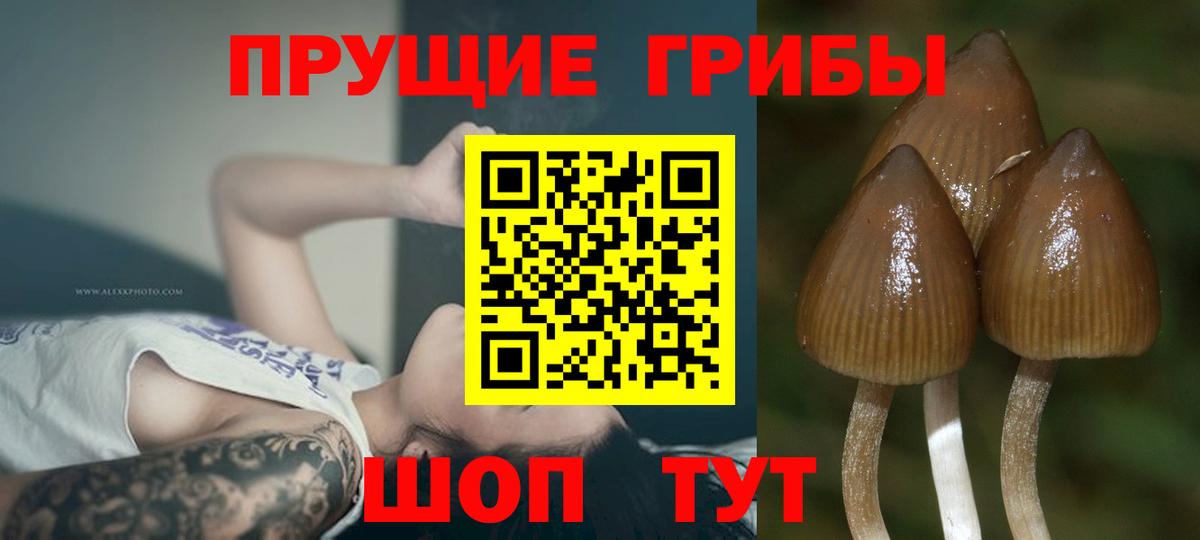 Псилоцибиновые грибы Psilocybe Новомосковск